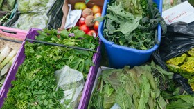 Eine Auswahl verschiedener Salatblätter